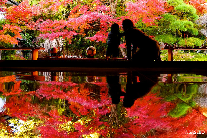 佐世保壽福寺的逆紅葉美景