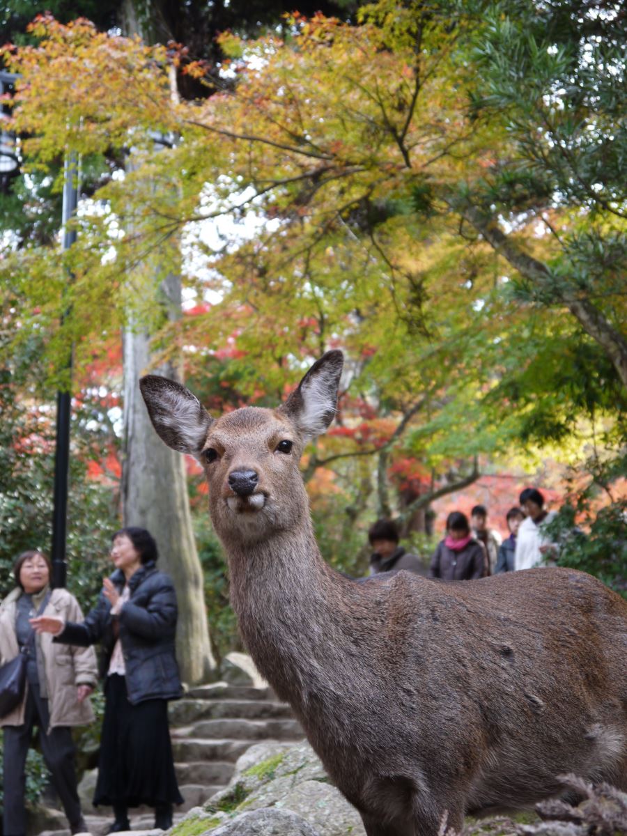 即使自家後院的遊客再多，還是很淡定的宮島小鹿