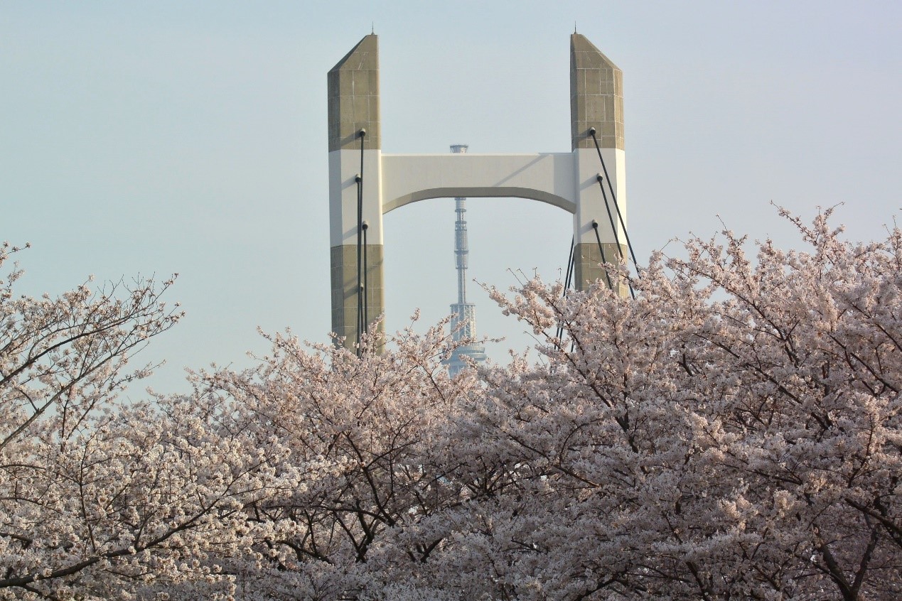 ▲在木場公園可以捕捉到櫻花、木場大橋與東京晴空塔交疊的同框畫面。 圖：東京都江東區╱提供