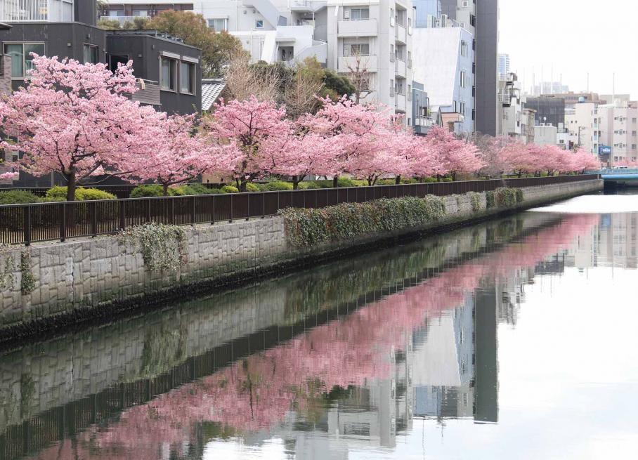 ▲河津櫻3月上旬迎來滿開時期，可欣賞倒映在大横川上的櫻花景色。 圖：東京都江東區╱提供