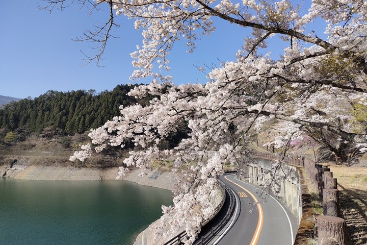 ▲奧多摩湖邊的櫻花盛開，可在步道上盡情觀賞，也適合駕車遊覽。　圖：奧多摩觀光協會提供／提供