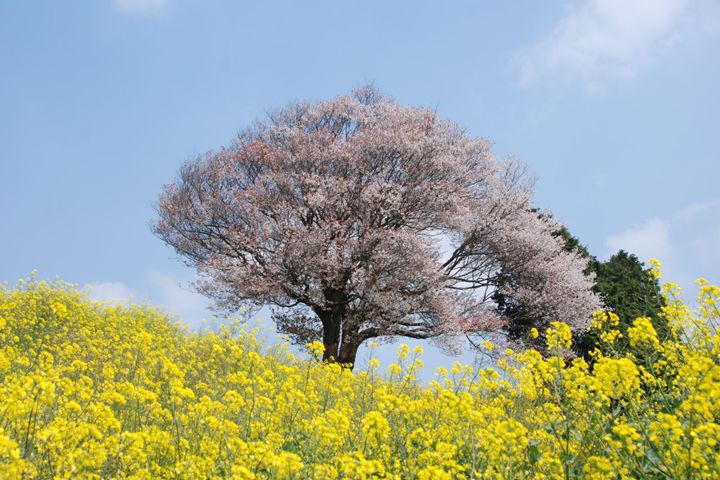 武雄-馬場の山桜