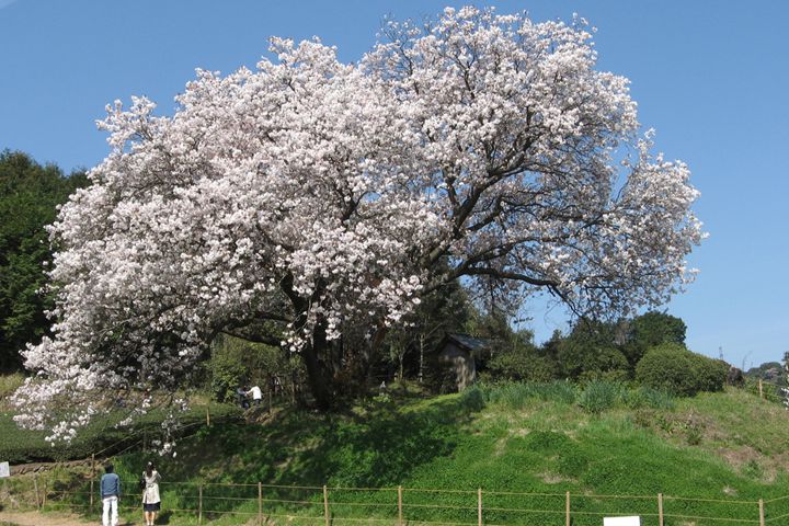 納戸料の百年桜-嬉野市納戸料の茶畑の中にある山桜