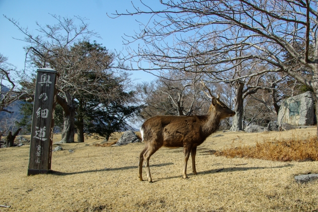金華山一路往神社方向走去，都可以看到野生的鹿喔