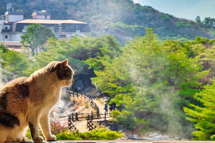 雲仙地獄雲煙裊裊，溫暖的地熱吸引貓咪們駐足取暖。