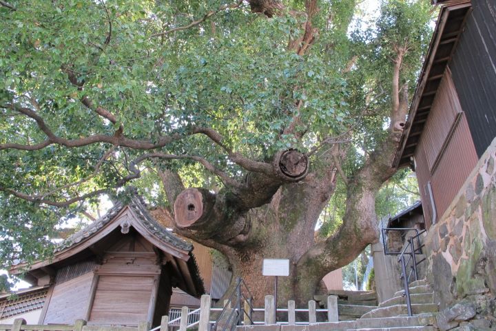 大德寺大樟樹樹齡推估約有800年。　圖：長崎縣觀光聯盟／提供