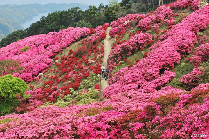 10萬株杜鵑盛開的花田風景美不勝收。