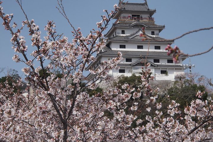 桜と唐津城