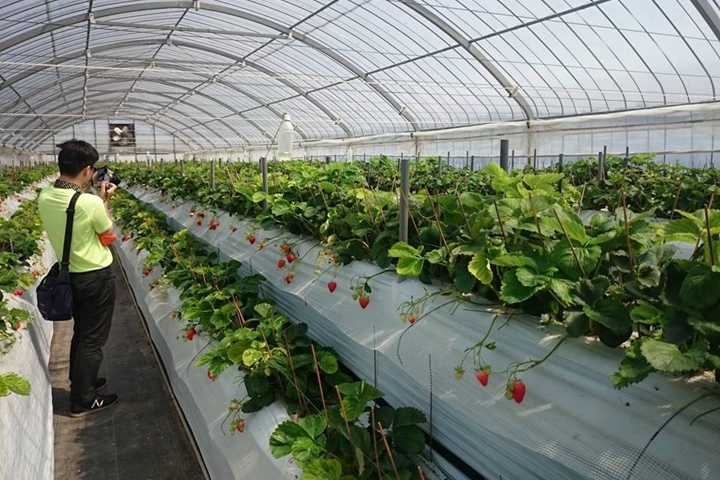 ▲佐賀縣內草莓農園大多使用高架栽培，環境衛生乾淨，不用踩在土讓上就能輕鬆採果。