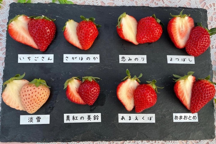 ▲不同農園的栽培方針與主力品種不同，有機會一趟品嚐比較看看不同品種草莓的好滋味！